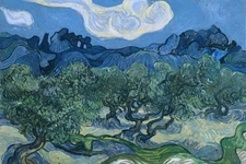 Vincent van Gogh The Olive Trees Art Print Laminated Dry Erase Sign Poster 36x24