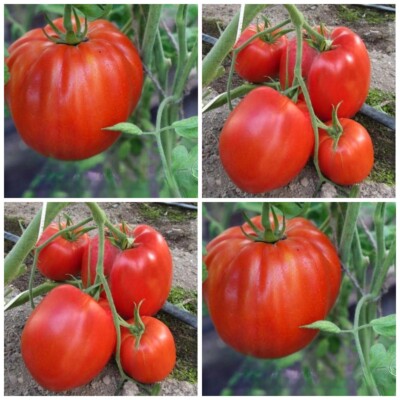 Томат Минусинские бычки красные Семена Tomate Samen Seeds | eBay
