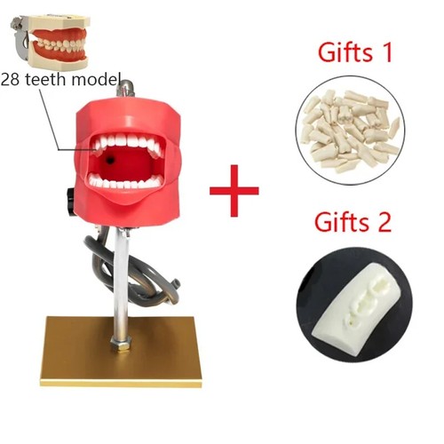 Dental Phantom Head with Teeth for Dentist Teaching Practice Training Apparatu - Picture 25 of 27