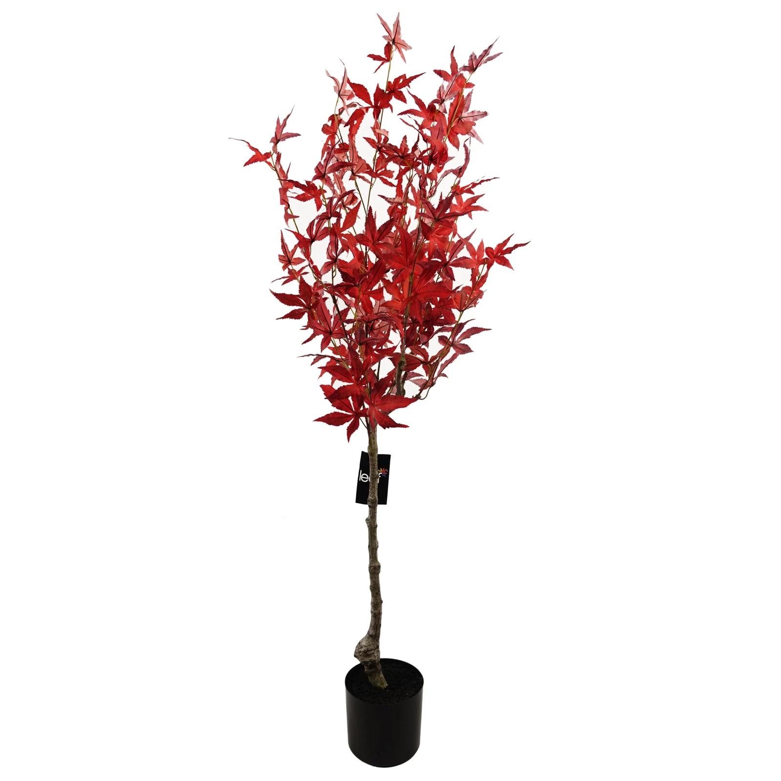120cm Red Maple - 40814