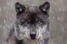 Winter’s Phantom by Adam Jones Fine Art Print Wolf Wildlife Nature Poster 13x19