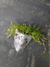 SALE - 12 plugs Mind Your own Business in Bio packs -SALE