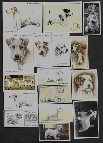 16 Different Vintage SEALYHAM TERRIER Tobacco/Cigarette/Tea Dog Cards Lot