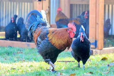 SERAMA 6+ Fertile Black Copper Marans Chicken Hatching Eggs