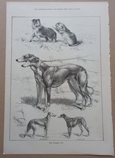 GREYHOUND WATERLOO CUP COURSING WINNING DOG HONEYWOOD & OTHERS -  ANTIQUE  1880