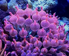 WYSIWYG 4 inches Rainbow Bubble tip anemone.Coral, Zoa, LPS, SPS.