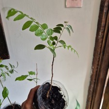 1 x  Murraya koenigii - curry leaf plant- big