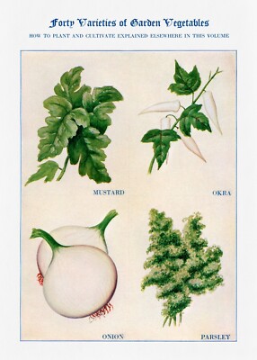 10089.Decor Poster.Room home wall Interior art design.Kitchen vegetables.Salad