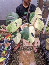 Monstera Jungle Mint Variegated Lush Leaf Real Picture Very Beauty