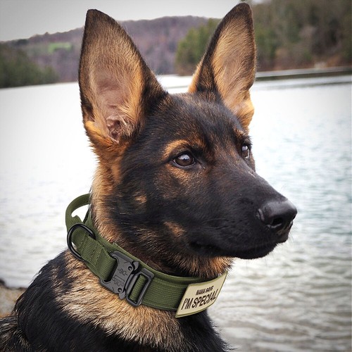Collar táctico para perro con mango militar nailon con parche de entrenamiento para perro grande - Imagen 23 de 25