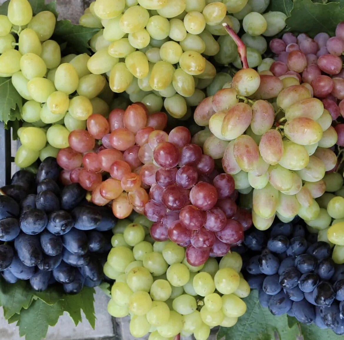 Grape Fruit Seeds for sale | eBay