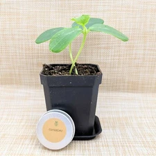 Organic Non-GMO Cucumber Seeds