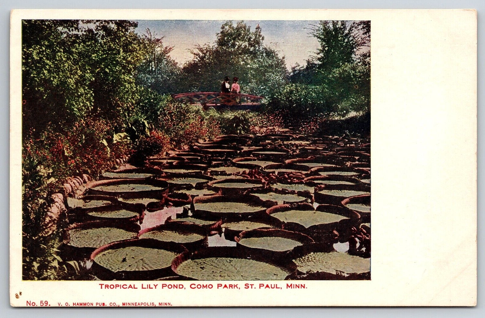 Original Old Vintage Postcard Tropical Lily Pond Como Park St. Paul Minnesota