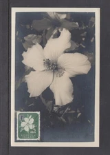 Norfolk Island - 1966 1c Hibiscus Flower Maxi Card