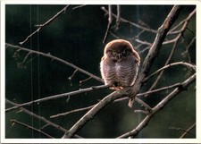 (1963) 24-12-2025 - France - Owl / Chouette