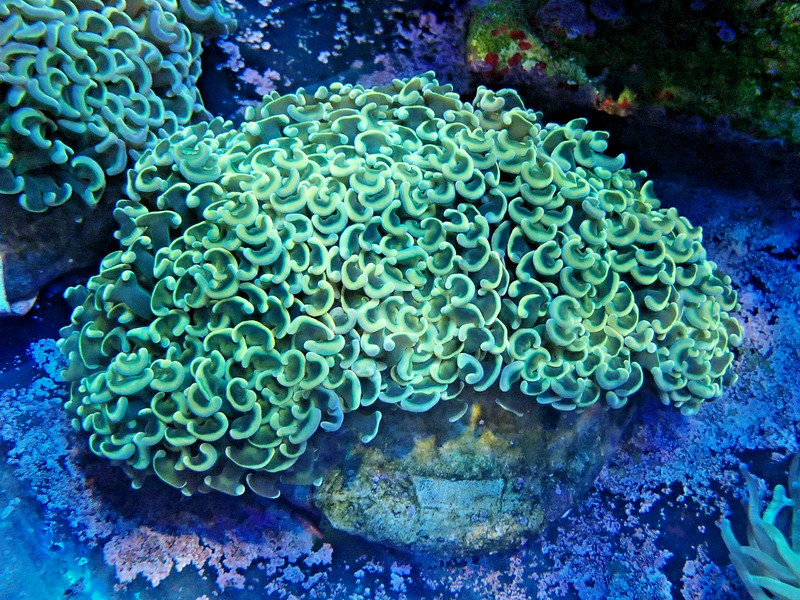 WYSIWYG indo wall hammer colony