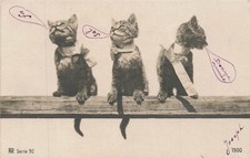 CHATS ,sur une poutre, bonne année 929