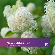 20 New Jersey Tea Seeds for Planting (Ceanothus Americanus)
