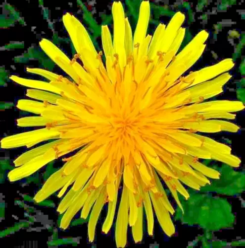 1000+ DANDELION SEEDS SPRING MICROGREENS SALADS HERB ORGANIC PERENNIAL NON-GMO