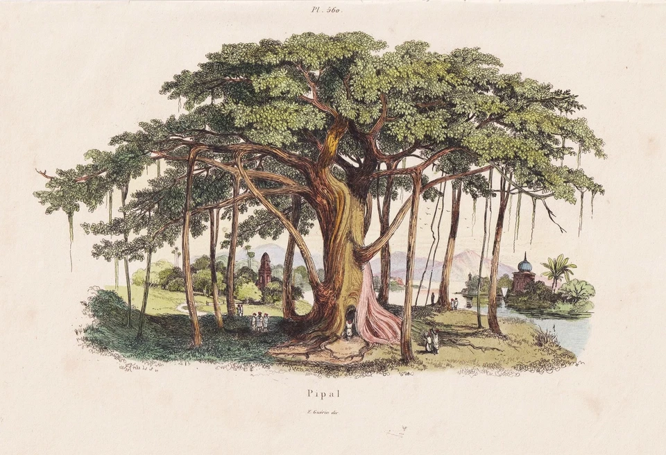 Pappel-Feige Ficus religiosa Feigen Stahlstich Guerin-Meneville 1838 - Bild 1 von 1