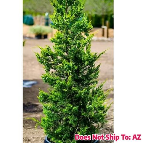 Evergreen Hetzii Green Columnar Juniper in Gal Pot Outdoor Tree Great For Garden