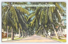 Palm Lined Drive in Navy Yard Key West Florida 1949