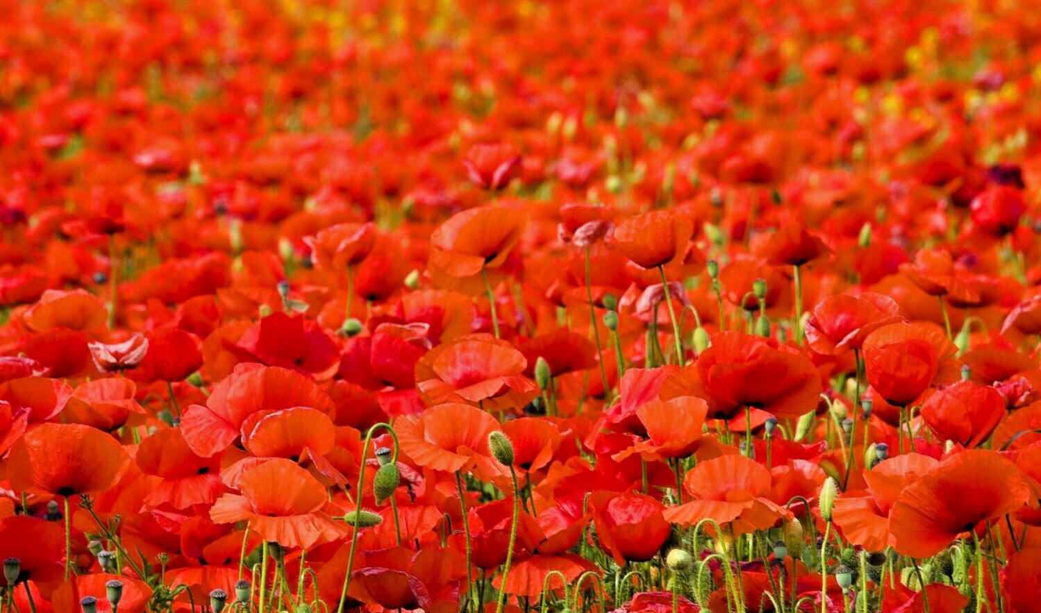100.000 Klatschmohn Rote Blüten PAPAVER RHOEAS Roter Mohn BLUMENWIESE Rot Blumen