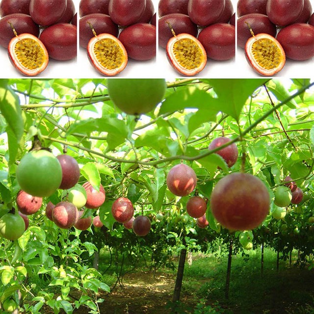 passiflora edulis plants for sale