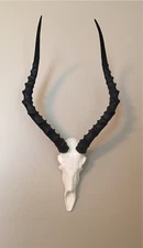 africa impala skull faux replica Taxidermy skulls european mount african horns