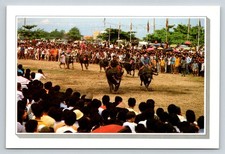 Chonburi Thailand Buffalo Racing Postcard STUDIO 10 Water Buffalo Race Tradition