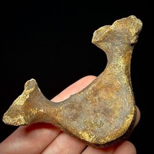 Fossil Dolphin or Small Whale Vertebra (Cetacean) 3.40 x 2.31 x 1.53 Pliocene