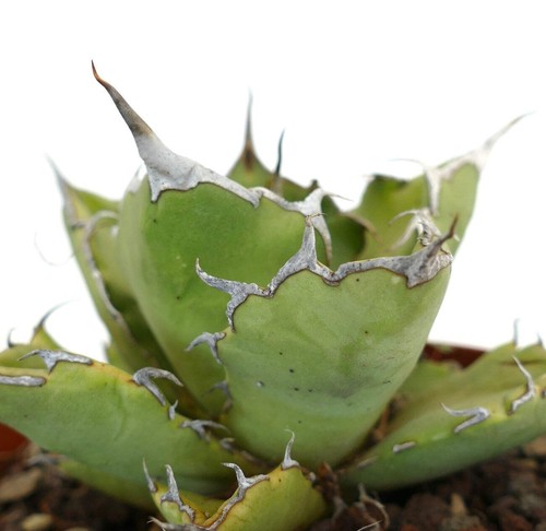 Agave Titanota cv JIM CLARK (compacto con grandes espinas finales) - - Imagen 2 de 8