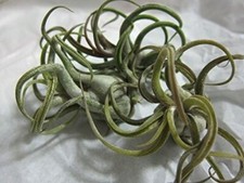5 Pack Caput Medusae Air Plants - Low Maintenance Tilandsia