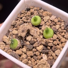 Exact Plant，3pcs Rare Conophytum Achabense SB1600，Succulent Plant