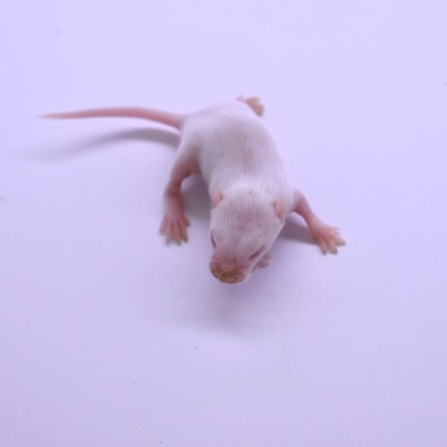 Frozen Feeder Mice: 75 Small Fuzzies -FREE S&H -MiceDirect !! Rodents! Reptiles - Picture 9 of 12