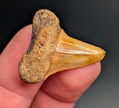 #ad Incredible Glossy Orange Isurus Praecursor Mako Shark Tooth North Florida Eocene $26.10