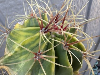 Variegated Ferocactus Hystrix!! Rare Cactus!! Unique Checkered