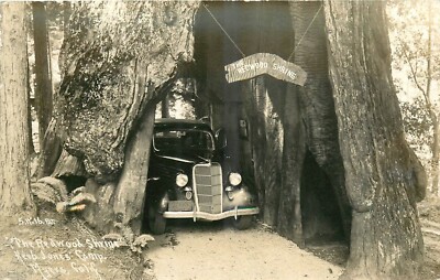 1930s Redwood Highway Myers California Humboldt Tree RPPC Postcard 25-3709