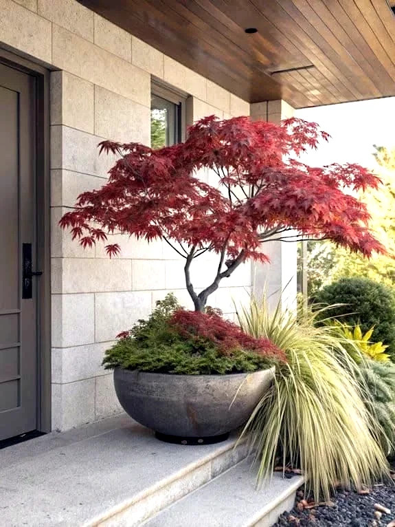 5 DWARF Japanese Red Linear Leaf Maple Tree Seeds Acer