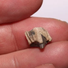 Triceratops Tooth Crown - Dinosaur Fossil - Hell Creek Formation - Great Quality