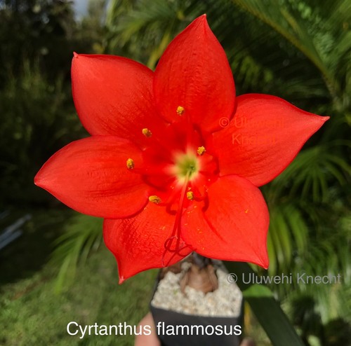 Cyrtanthus (eucallus x flammosus) NBS amaryllis bulb EXTREMELY RARE slow - Picture 6 of 14