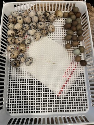 Coturnix Quail Hatching Eggs for Poultry Breeding