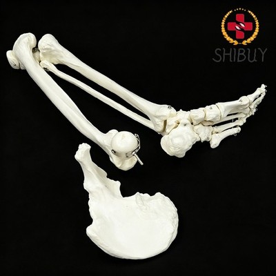 Human Limb Skeleton Model with Hip Bone Knee Ankle Foot Joints Skeleton Model