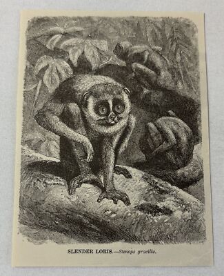 1885 book engraving ~ SLENDER LORIS