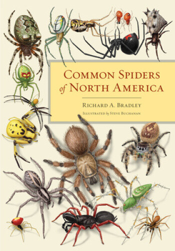 Thumbnail - Common Spiders Of North America By Bradley, Richard A.
