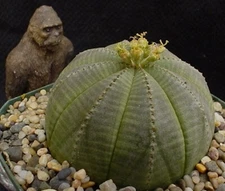 Euphorbia obesa "Baseball" plant