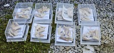 Lot Fossile Hai Schreckenshai Z&auml;hne Haifischz&auml;hne Bestimmung Im Schaukasten