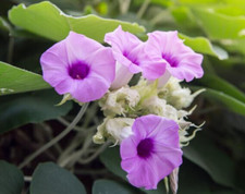 ELEPHANT CREEPER 75 SEEDS STORED FRESH in COLD STORAGE 2026 NO HOLLOW DEAD SEEDS