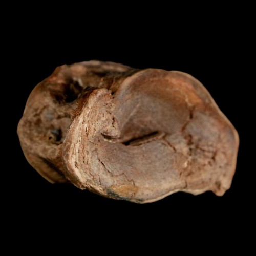 Vertebre fossili pesci Ittiodetti 1,7" formazione Niobrara epoca tardo Cretaceo - Foto 1 di 10