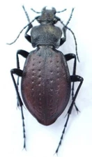 Carabidae: Carabus taedatus from the Pacific Northwest, A1/A-.